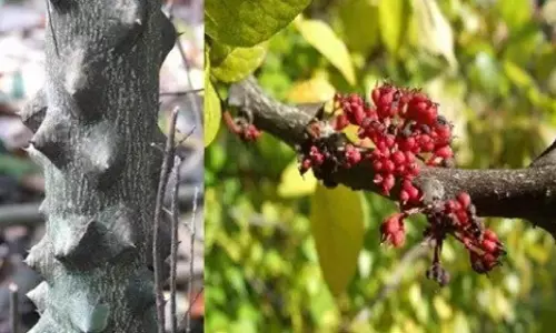 पहाड़ी नीम रक्तचाप और सांसों की दुर्गंध को कम करता पहाड़ी नीम रक्तचाप और सांसों की दुर्गंध को कम करता