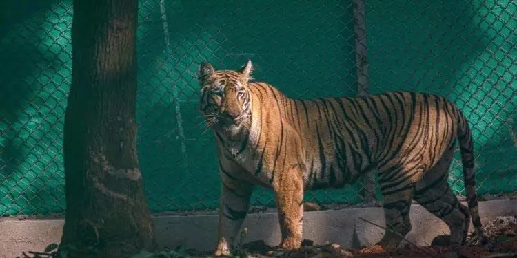 बांकुरा में पकड़े जाने के बाद बाघिन जीनत को कोलकाता चिड़ियाघर के पशु चिकित्सालय ले जाया गया