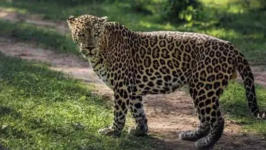 Leopard :इंफोसिस मैसूर परिसर में देखा गया