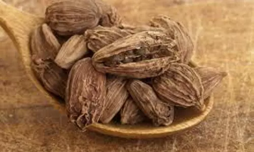 Health: बड़े काम की है बड़ी इलायची, इन बीमारियों और संक्रमण से रखती है आपको दूर Health: बड़े काम की है बड़ी इलायची, इन बीमारियों और संक्रमण से रखती है आपको दूर
