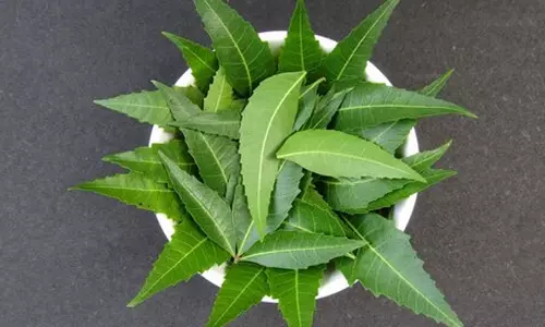 Health: सुबह-सुबह खाएं ये 4-5 पत्ते, थकान और कमजोरी होगी दूर