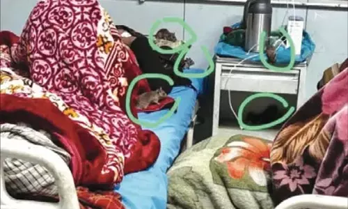 GMC अनंतनाग में चूहों के आतंक से स्वच्छता चरमरा गई GMC अनंतनाग में चूहों के आतंक से स्वच्छता चरमरा गई