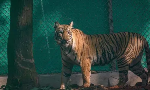 बांकुरा में पकड़े जाने के बाद बाघिन जीनत को कोलकाता चिड़ियाघर के पशु चिकित्सालय ले जाया गया बांकुरा में पकड़े जाने के बाद बाघिन जीनत को कोलकाता चिड़ियाघर के पशु चिकित्सालय ले जाया गया