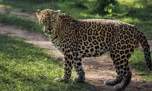 Leopard :इंफोसिस मैसूर परिसर में देखा गया Leopard :इंफोसिस मैसूर परिसर में देखा गया