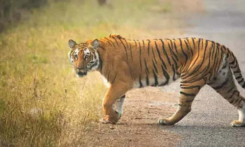 Asifabad: सिंचाई टैंक के पास फिर दिखा बाघ