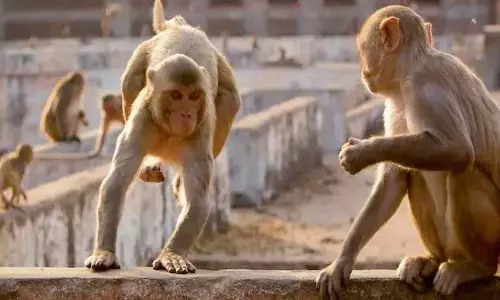 Haryana : 1.02 करोड़ रुपये खर्च के बावजूद नरवाना में बंदरों की समस्या Haryana : 1.02 करोड़ रुपये खर्च के बावजूद नरवाना में बंदरों की समस्या