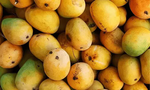 Hyderabad में आमों की आमद शुरू, कीमतें ऊंची रहीं