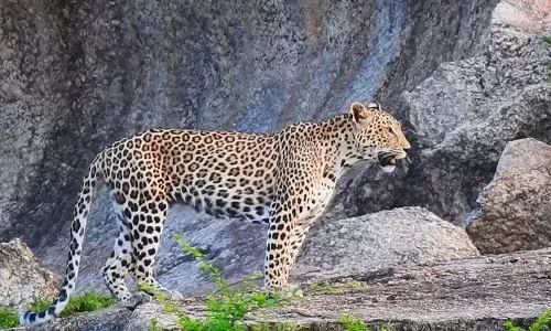 Alwar में रिहायशी इलाके में घुसा तेंदुआ, दहशत का माहौल, बचाव अभियान में लगे 3 घंटे
