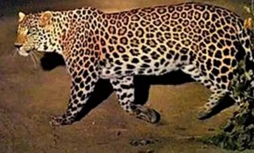 Mysore: इंफोसिस कैंपस में तेंदुआ देखा गया, तकनीशियनों को घर से काम करने को कहा गया