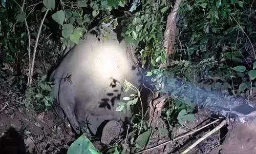 तेज रफ्तार ट्रेन से जंगली हाथी के घायल होने के बाद Tripura वन विभाग ने रेलवे से शिकायत की तेज रफ्तार ट्रेन से जंगली हाथी के घायल होने के बाद Tripura वन विभाग ने रेलवे से शिकायत की