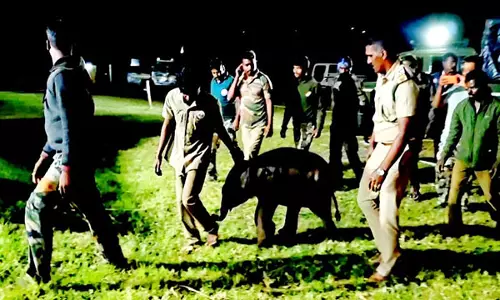 Forest department ने मां से बिछड़े हाथी के बच्चे को बचाया