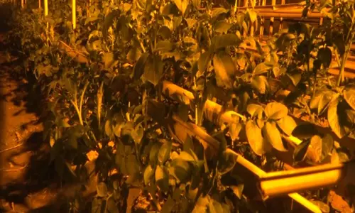 Real potato seeds: कैसे अभिनव संकरण विधि त्रिपुरा में आलू किसानों की कर रही मदद Real potato seeds: कैसे अभिनव संकरण विधि त्रिपुरा में आलू किसानों की कर रही मदद