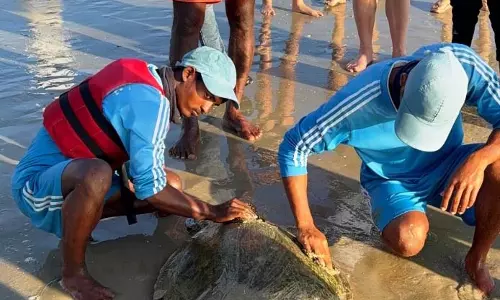 Mobor में मछुआरों द्वारा समुद्री कछुए को बचाया गया