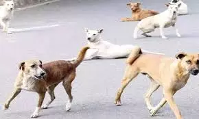 MP News:आवारा कुत्तों का आतंक, घर के बाहर खेल रहे 2 साल के मासूम पर किया हमला MP News:आवारा कुत्तों का आतंक, घर के बाहर खेल रहे 2 साल के मासूम पर किया हमला