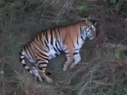 पिकनिक स्पॉट में आराम करती बाघिन की तस्वीर वायरल पिकनिक स्पॉट में आराम करती बाघिन की तस्वीर वायरल