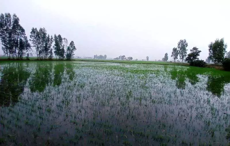 Haryana : झज्जर के गांव में खेत जलमग्न, अधिकारियों को पानी निकालने के निर्देश Haryana : झज्जर के गांव में खेत जलमग्न, अधिकारियों को पानी निकालने के निर्देश
