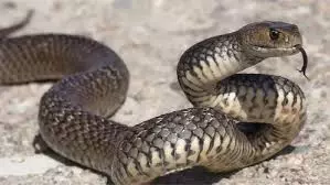 Bageshwar : सांप के काटने से ग्रामीण की मौत, परिजनों में मचा कोहराम Bageshwar : सांप के काटने से ग्रामीण की मौत, परिजनों में मचा कोहराम