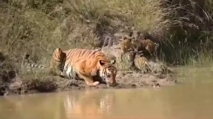 वन्यजीव प्रेमी उत्साहित: बांदीपुर सफारी में चार शावकों के साथ दिखी बाघिन वन्यजीव प्रेमी उत्साहित: बांदीपुर सफारी में चार शावकों के साथ दिखी बाघिन