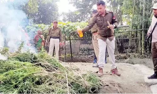Assam: पुलिस ने बोको के पानीखैती में अवैध भांग के पौधों को नष्ट किया Assam: पुलिस ने बोको के पानीखैती में अवैध भांग के पौधों को नष्ट किया
