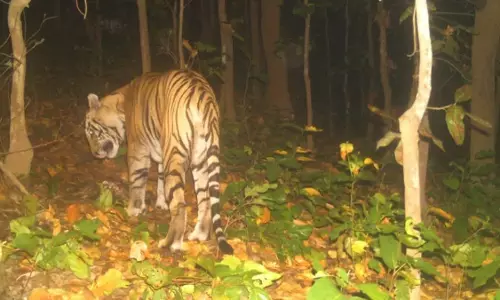 Chandil  वन क्षेत्र के जंगल में बाघ आने की खबर, दहशत में लोग