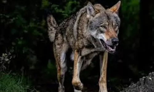 Bihar News: आदमखोर भेड़िये का आतंक, कई ग्रामीण घायल Bihar News: आदमखोर भेड़िये का आतंक, कई ग्रामीण घायल