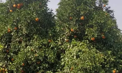 Punjab: मौसम की चुनौतियों और जलभराव की समस्या के बीच किन्नू की पैदावार कम