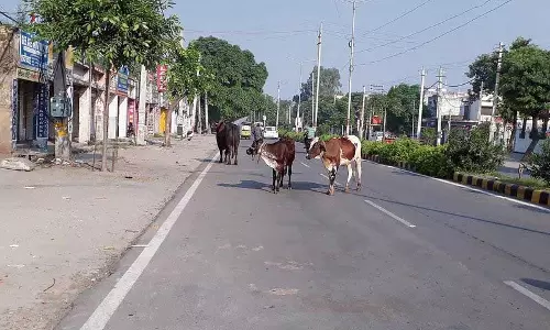 Haryana : आवारा पशु परेशानी का सबब Haryana : आवारा पशु परेशानी का सबब