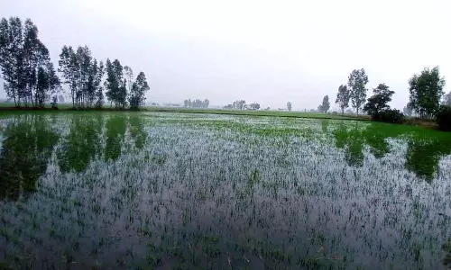Haryana : झज्जर के गांव में खेत जलमग्न, अधिकारियों को पानी निकालने के निर्देश