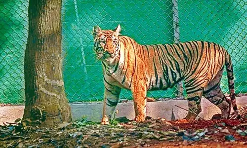 Tigress जीनत मंगलवार रात तक ओडिशा के सिमिलिपाल लौट आएगी