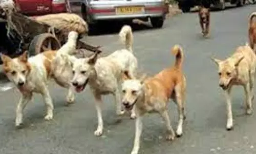 Bareilly: बच्चे को कुत्ते ने नोच डाला, जिला अस्पताल भर्ती Bareilly: बच्चे को कुत्ते ने नोच डाला, जिला अस्पताल भर्ती
