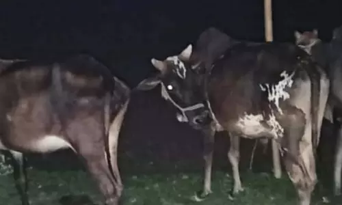 Assam : धुबरी में मवेशी तस्करी की कोशिश नाकाम Assam : धुबरी में मवेशी तस्करी की कोशिश नाकाम