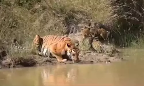 वन्यजीव प्रेमी उत्साहित: बांदीपुर सफारी में चार शावकों के साथ दिखी बाघिन वन्यजीव प्रेमी उत्साहित: बांदीपुर सफारी में चार शावकों के साथ दिखी बाघिन