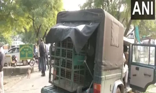 Dausa के महुखेड़ा गांव में बाघ के हमले में तीन लोग घायल