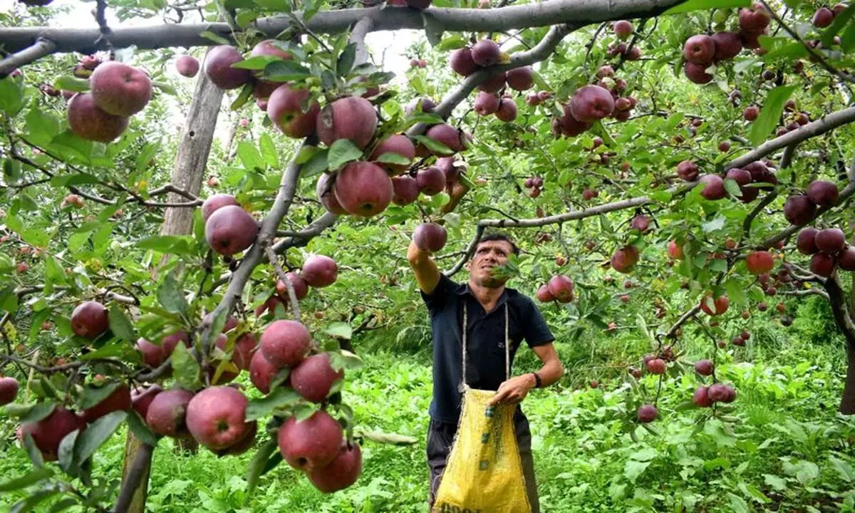 Himachal: अनियमित मौसम के कारण सेब के बजाय अन्य फलों की ओर रुख करना पड़ रहा