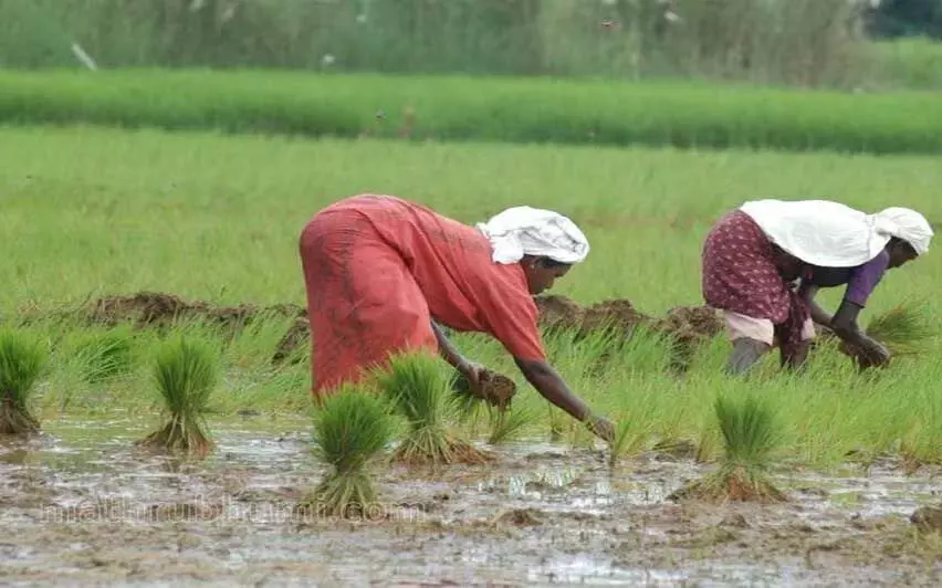 Kerala में यूरिया की कमी से किसान हताश, उत्पादन कम होने का डर