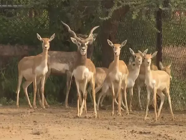 Jaipur के नाहरगढ़ जैविक उद्यान में वन्यजीवों को ठंड से बचाने के लिए उठाए कदम