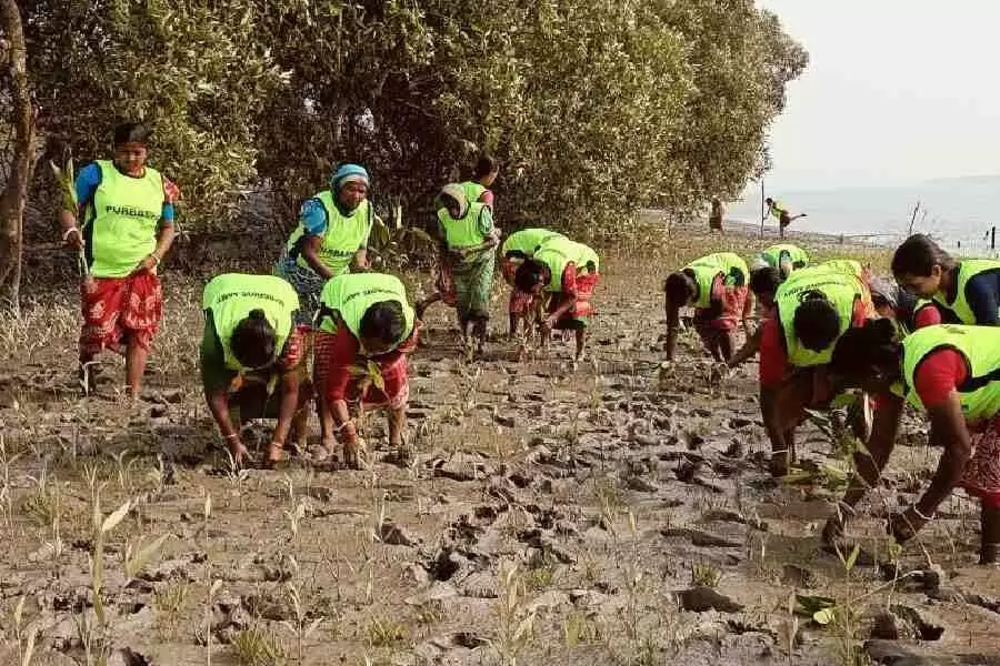 Sundarbans में 50,000 पौधे लगाने और उनकी सुरक्षा करने की महिलाओं की पहल