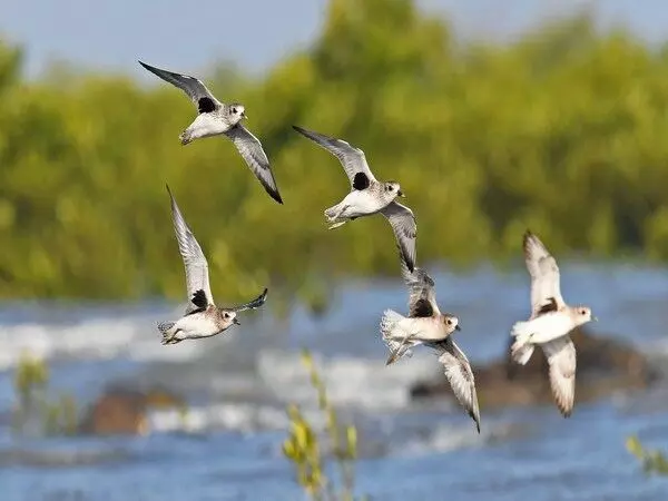 देश की पहली कोस्टलाइन-वेडर्स बर्ड सेंसस 3 से 5 जनवरी तक Jamnagar में आयोजित की जाएगी