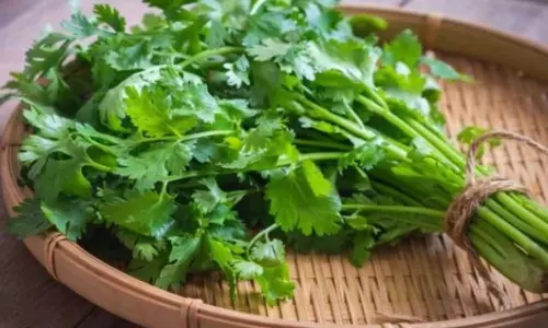 Health: जरूर खाएं हरा धनिया, जानें क्या हैं इसके अन्य फायदे Health: जरूर खाएं हरा धनिया, जानें क्या हैं इसके अन्य फायदे