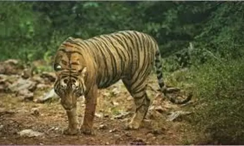 Rajasthan: बाघ ने एक साथ 3 लोगों पर किया हमला, हालत गंभीर Rajasthan: बाघ ने एक साथ 3 लोगों पर किया हमला, हालत गंभीर