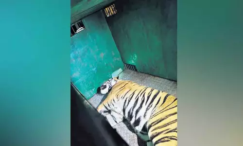 Telangana: तीन लोगों को मारने वाले बाघ को बेहोश कर दिया गया