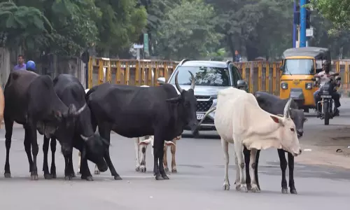 Tamil Nadu: तिरुचि के निवासियों में गुस्सा, पार्षदों ने मवेशियों पर जुर्माना काटने की मांग की Tamil Nadu: तिरुचि के निवासियों में गुस्सा, पार्षदों ने मवेशियों पर जुर्माना काटने की मांग की