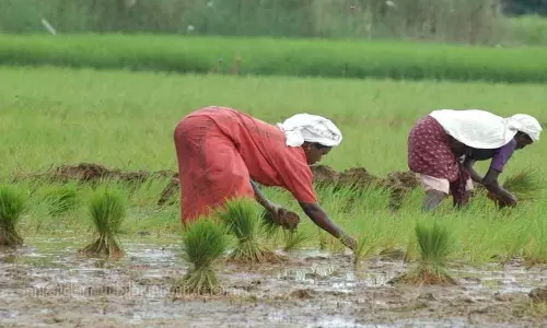 Kerala में यूरिया की कमी से किसान हताश, उत्पादन कम होने का डर