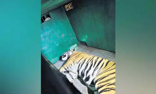 Telangana: तीन लोगों को मारने वाले बाघ को बेहोश कर दिया गया