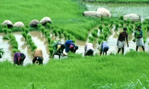 New Delhi: प्रधानमंत्री फसल बीमा योजना में किसानों की आवश्यकता के अनुसार संशाेधन करने का फैसला