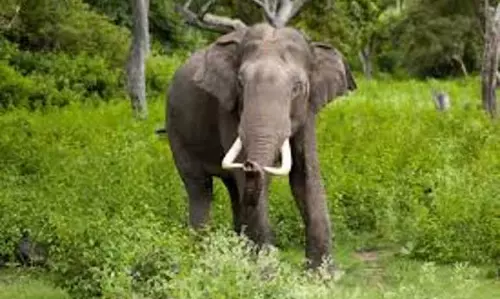 Assam : पानीडीहिंग पक्षी अभयारण्य में जंगली हाथी के कारण दहशत फैल गई