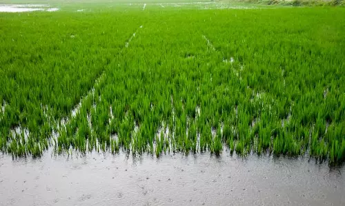 Sundargarh में धान की खरीद में तेजी, 1.15 लाख क्विंटल से अधिक धान का उठाव