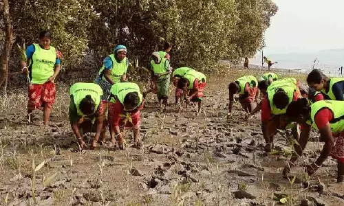 Sundarbans में 50,000 पौधे लगाने और उनकी सुरक्षा करने की महिलाओं की पहल Sundarbans में 50,000 पौधे लगाने और उनकी सुरक्षा करने की महिलाओं की पहल