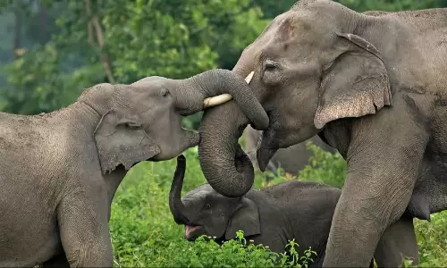 Assam: हाथियों की आबादी 2024 में बढ़कर 5,828 हो जाएगी Assam: हाथियों की आबादी 2024 में बढ़कर 5,828 हो जाएगी