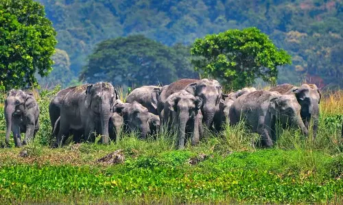 Assam में हाथियों की आबादी बढ़कर 5,828 हुई, राज्य ने वन्यजीव संरक्षण Assam में हाथियों की आबादी बढ़कर 5,828 हुई, राज्य ने वन्यजीव संरक्षण